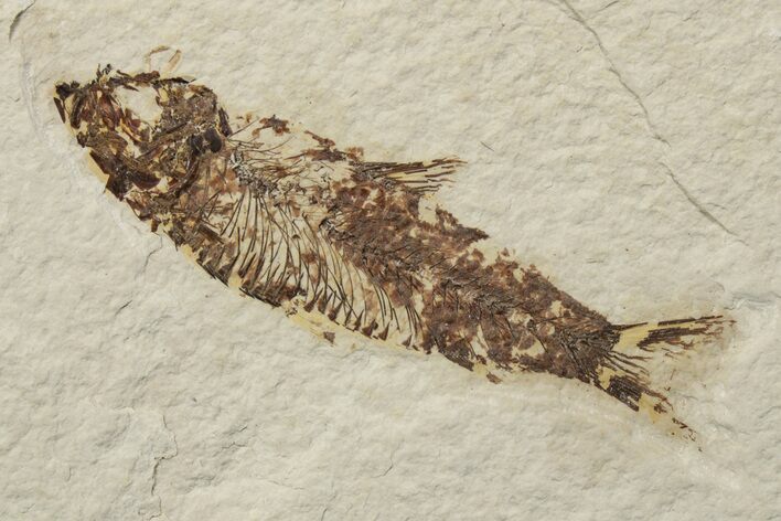 Fossil Fish (Knightia) - Green River Formation #237186